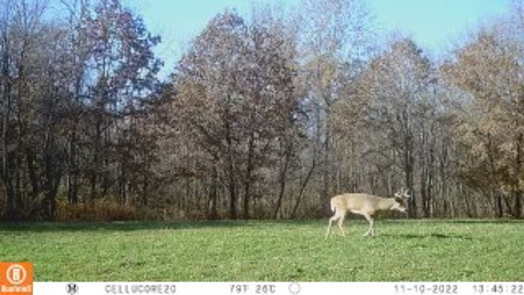 Image for 73± Acres of Premier Hardwood Timber & Trophy Hunting