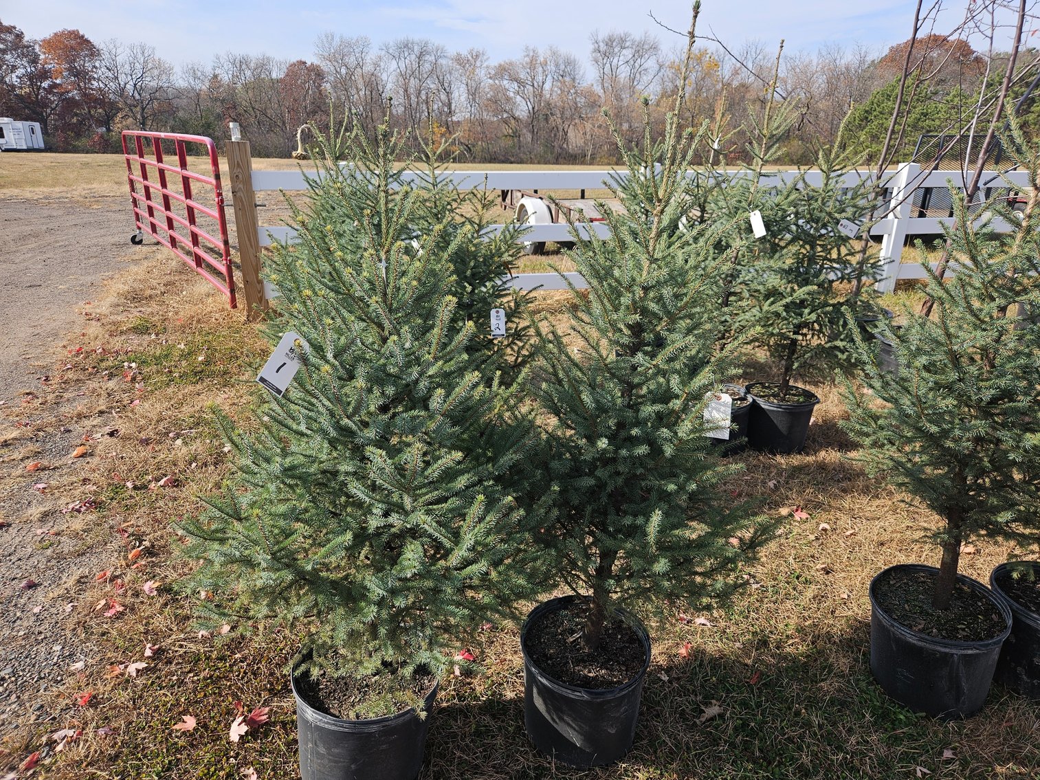 Image for October Trees