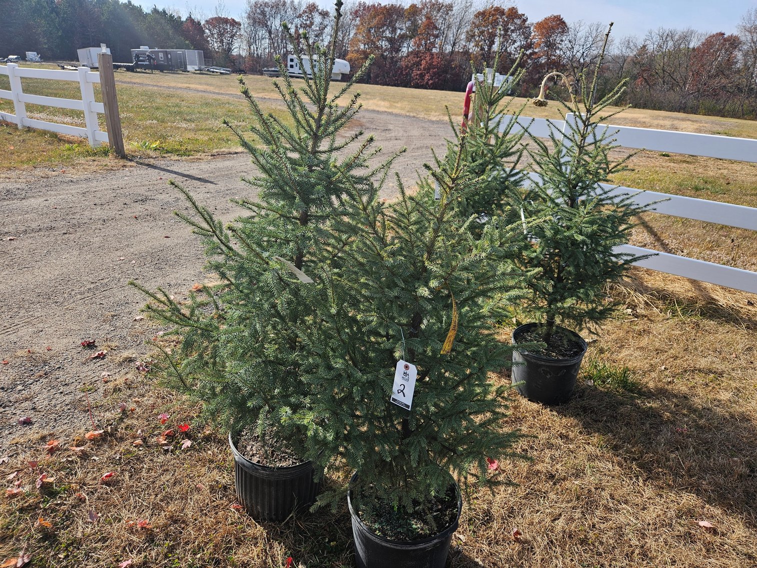 Image for October Trees