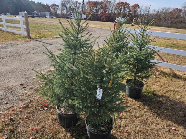 Image for October Trees