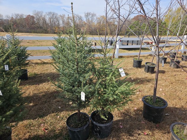 Image for October Trees