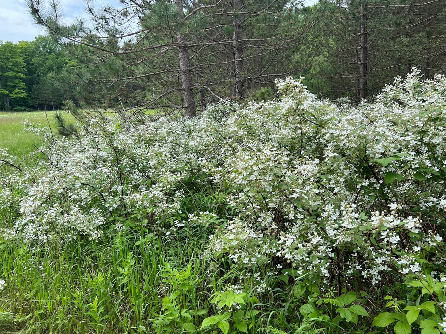 Image for Armstrong CreeK,  WI ** Home & 112 Acres Sold $453,200