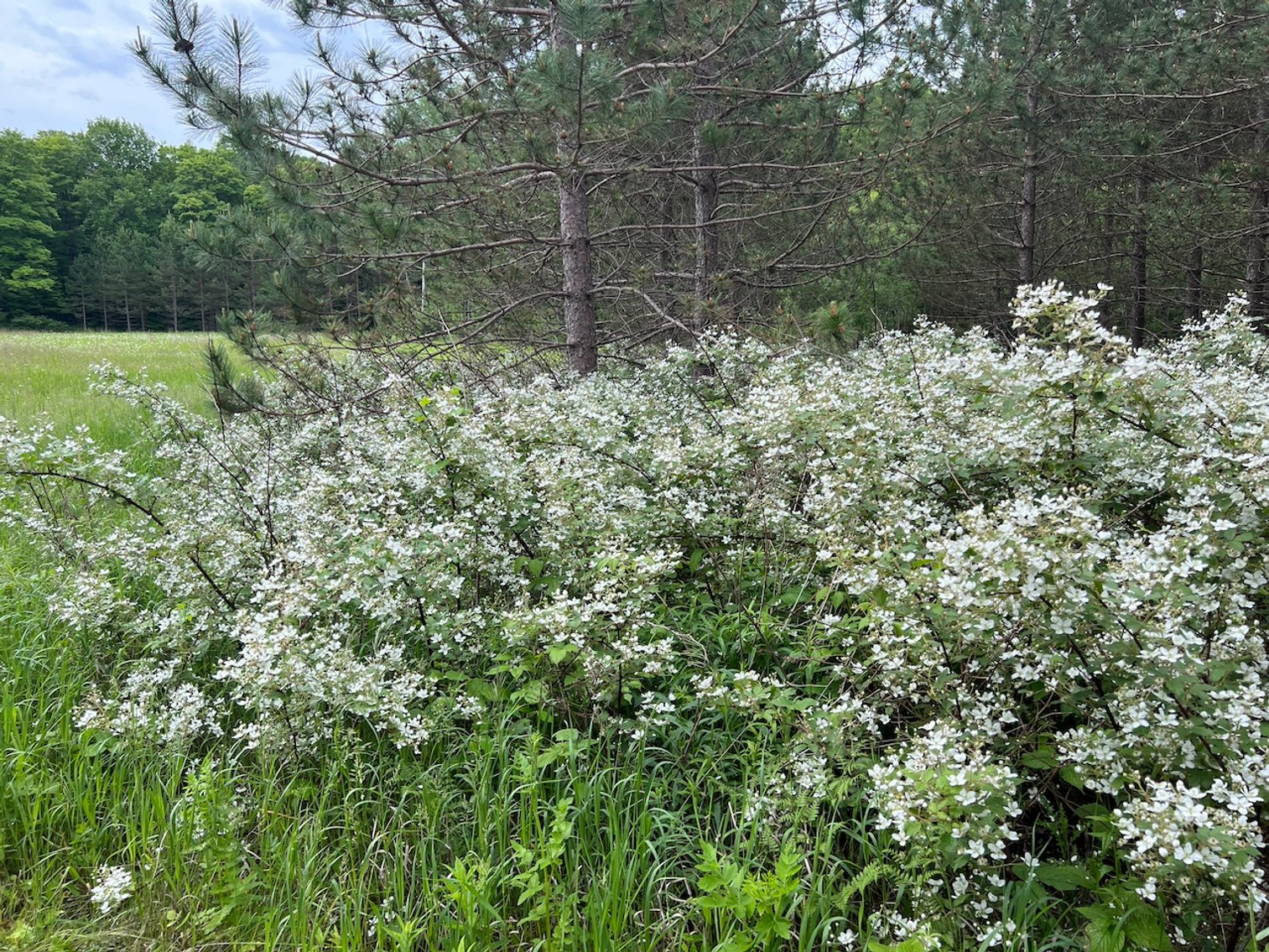 Image for Armstrong CreeK,  WI ** Home & 112 Acres Sold $453,200