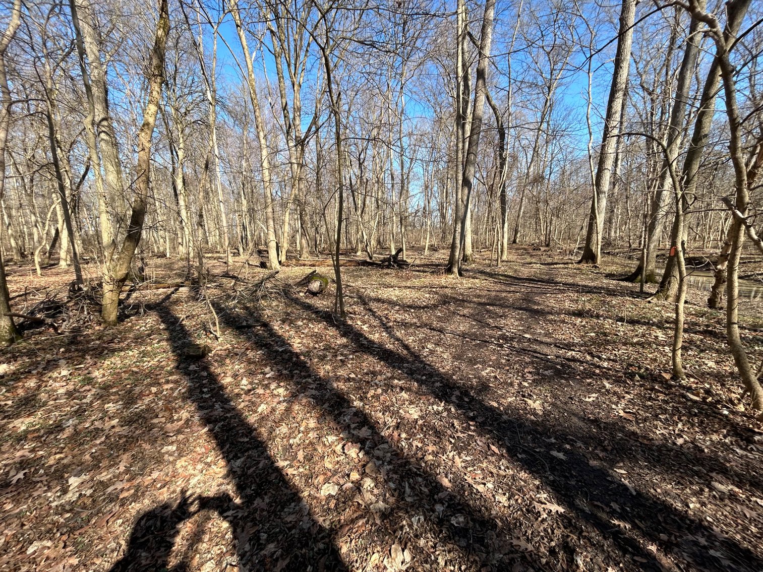 Image for 42 Wooded Acres with Cabin