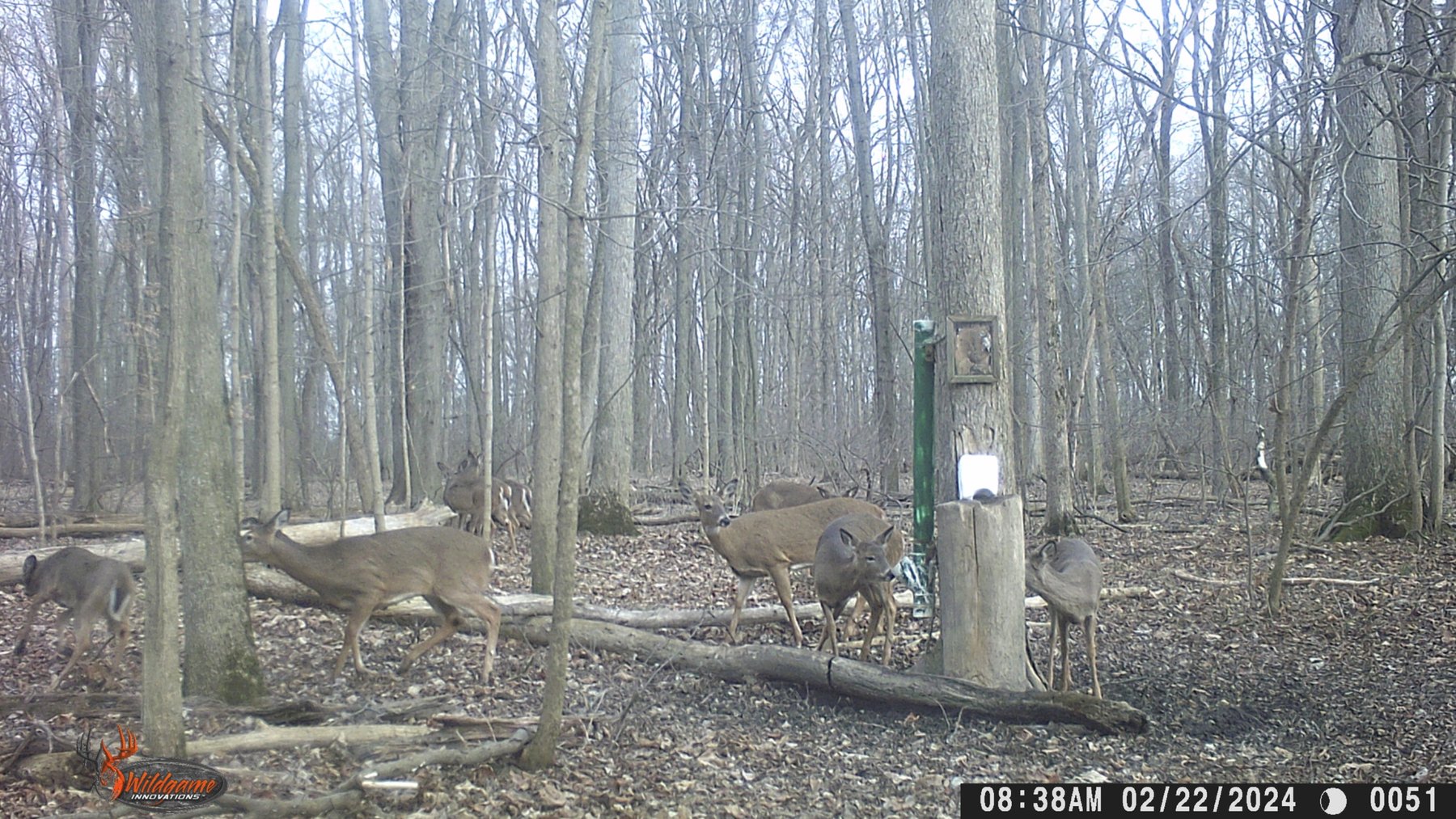 Image for 42 Wooded Acres with Cabin
