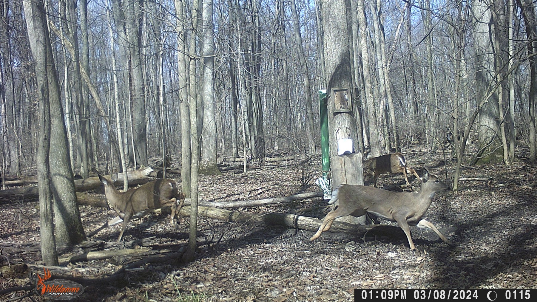 Image for 42 Wooded Acres with Cabin