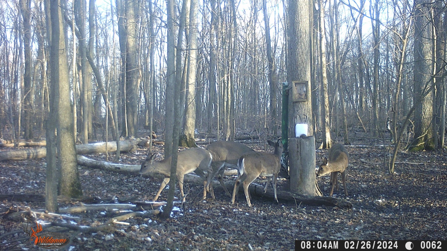 Image for 42 Wooded Acres with Cabin