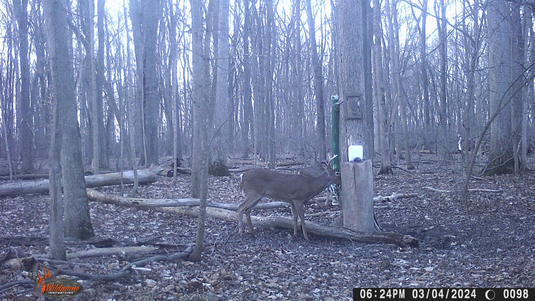 Image for 42 Wooded Acres with Cabin