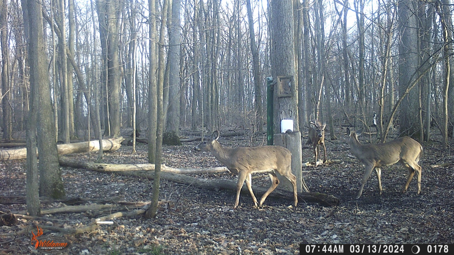 Image for 42 Wooded Acres with Cabin