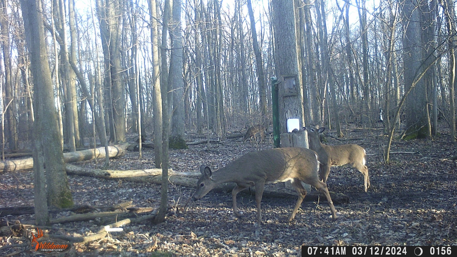 Image for 42 Wooded Acres with Cabin