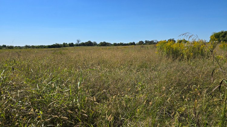 Image for LAND AUCTION - 68.9± ACRES IN 3 TRACTS WITH BARNS