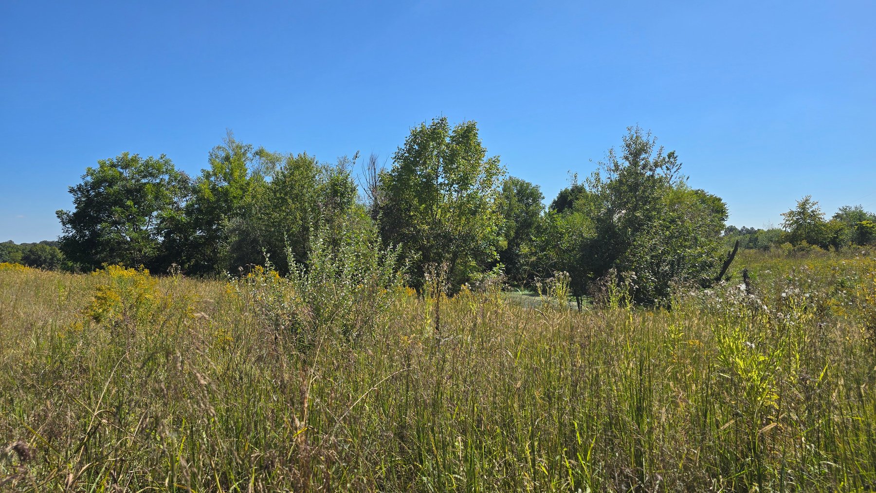 Image for LAND AUCTION - 68.9± ACRES IN 3 TRACTS WITH BARNS