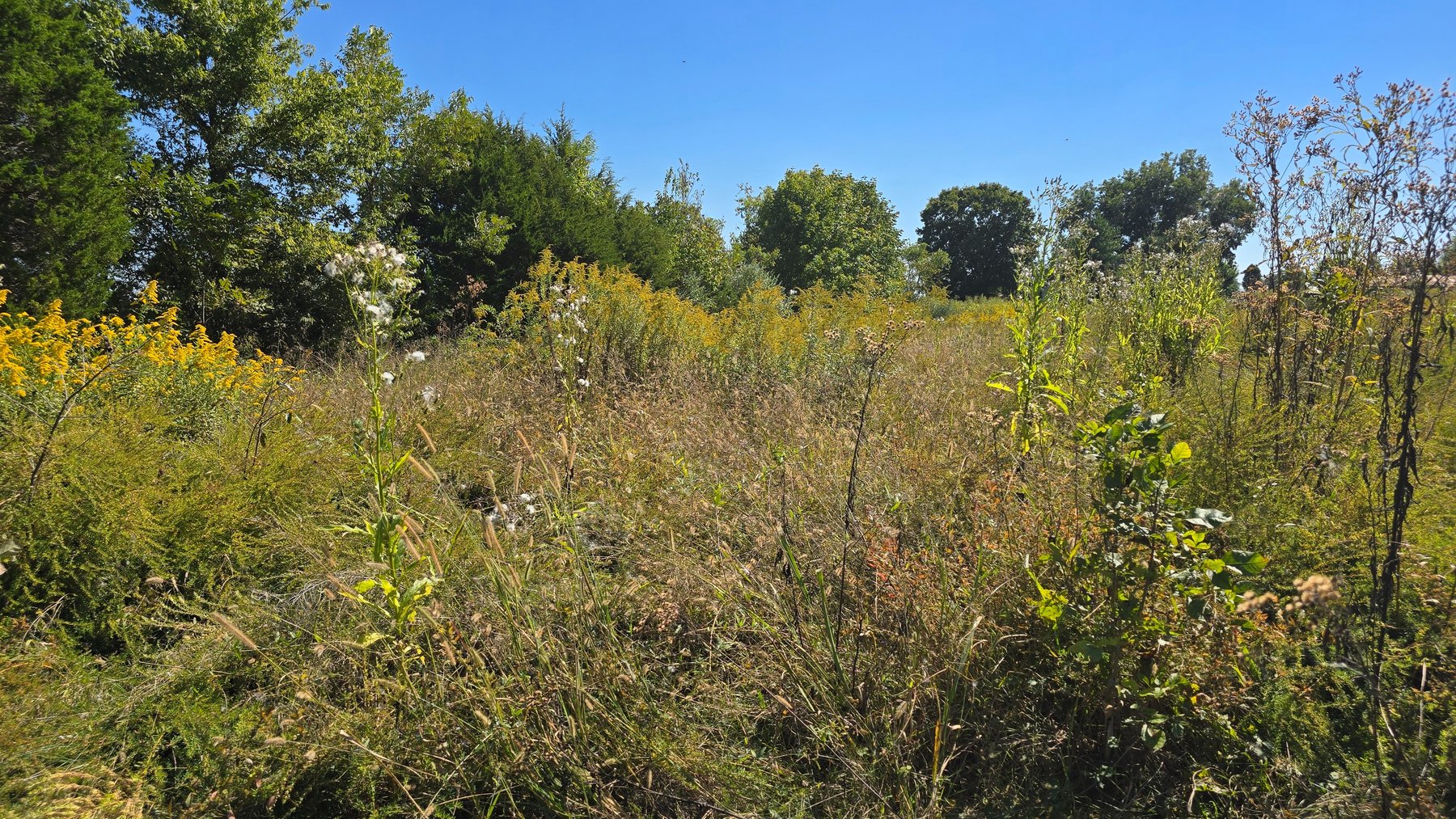 Image for LAND AUCTION - 68.9± ACRES IN 3 TRACTS WITH BARNS