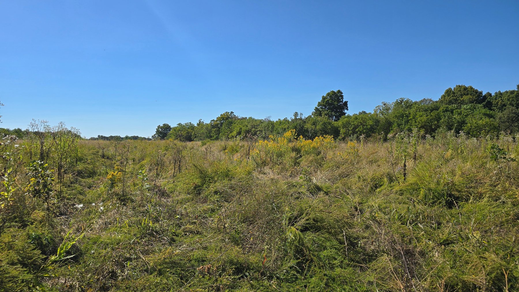 Image for LAND AUCTION - 68.9± ACRES IN 3 TRACTS WITH BARNS