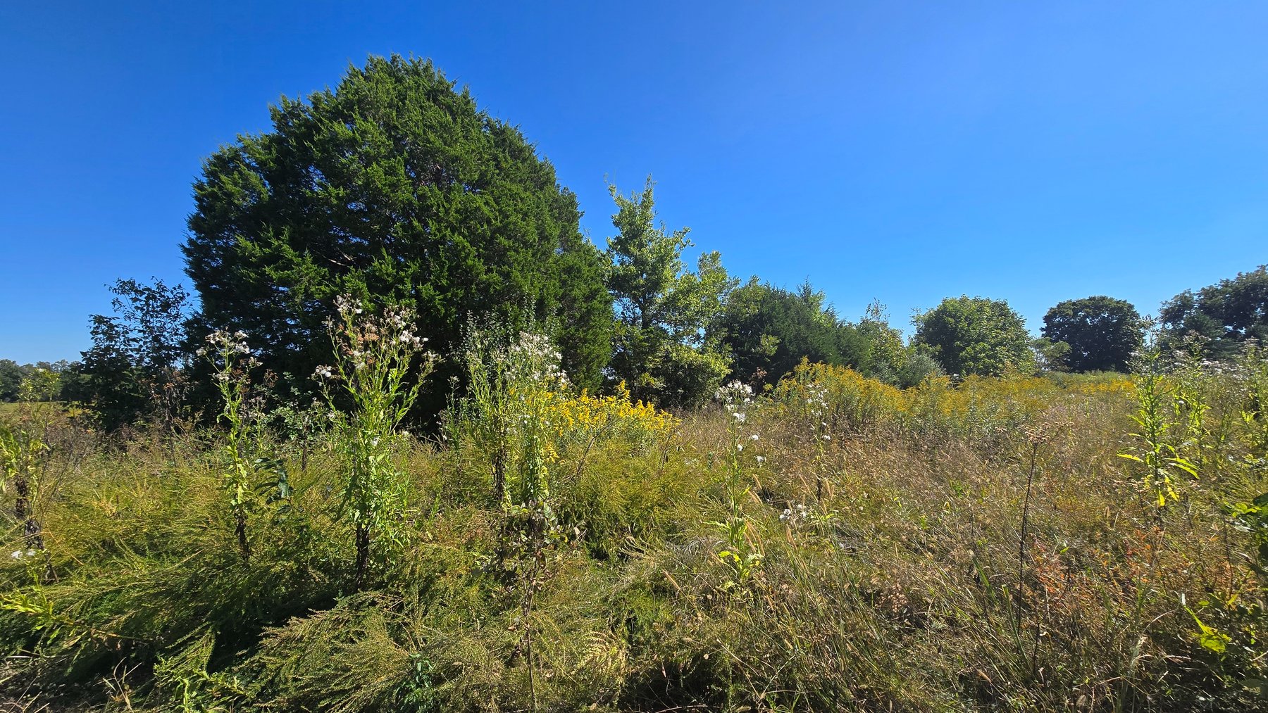 Image for LAND AUCTION - 68.9± ACRES IN 3 TRACTS WITH BARNS