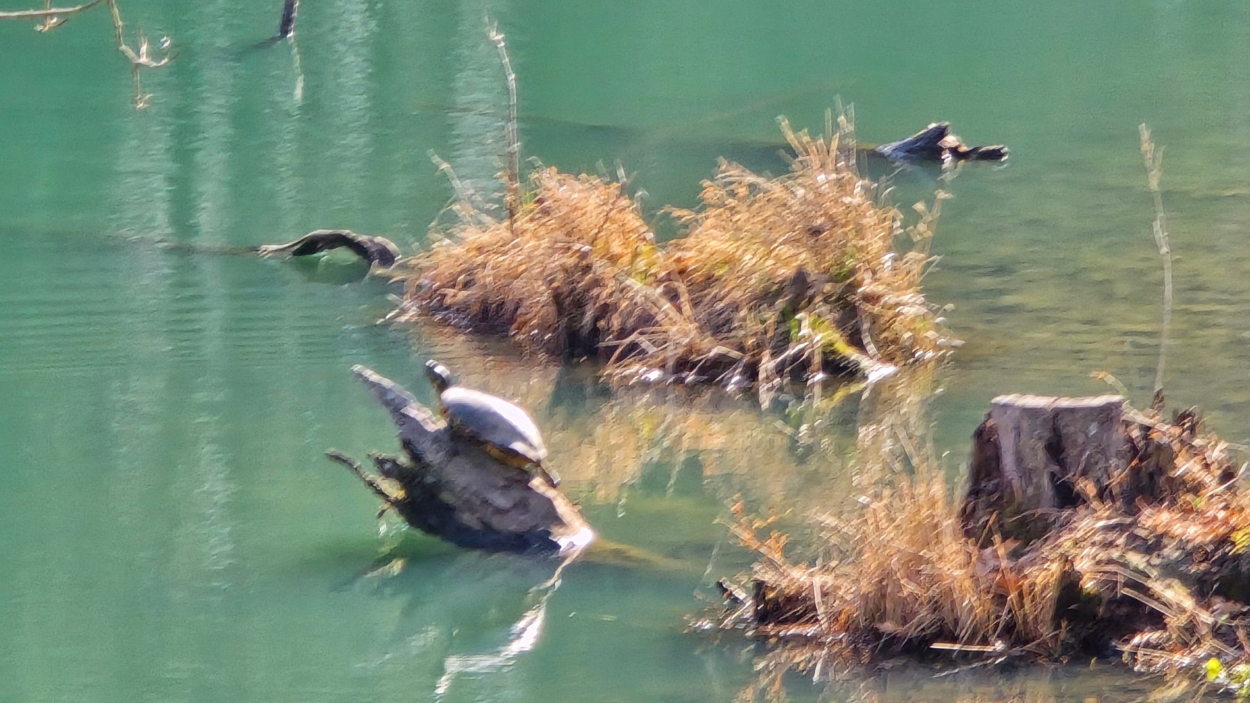 Image for 305 Campers Lane, Creal Springs, IL 62922