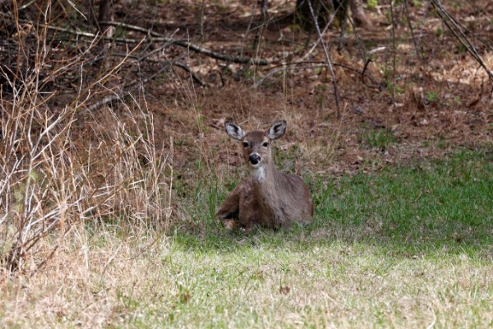 Image for 305 Campers Lane, Creal Springs, IL 62922