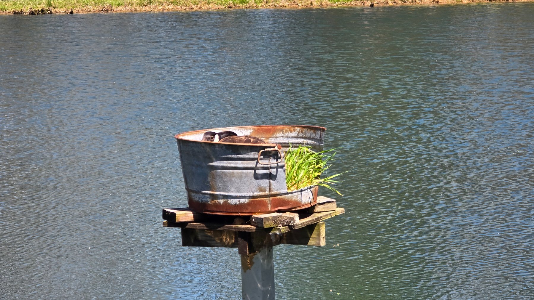 Image for 305 Campers Lane, Creal Springs, IL 62922