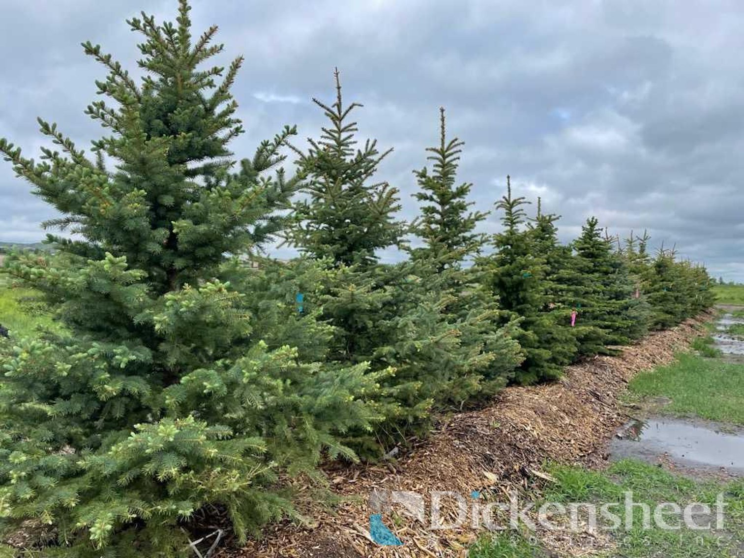 Image for NEAR PARKER-Castlewood Gardens-Trees, Shrubs, Boulders & More