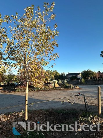 Image for NEAR PARKER-Castlewood Gardens-Trees, Shrubs, Boulders & More