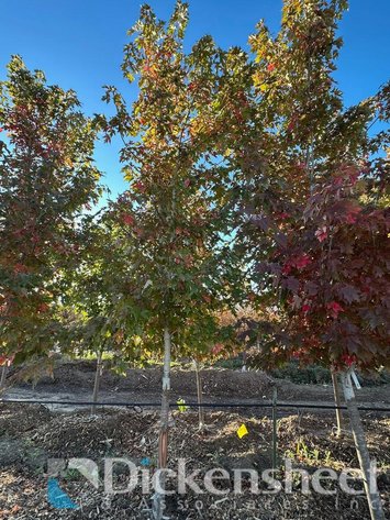 Image for NEAR PARKER-Castlewood Gardens-Trees, Shrubs, Boulders & More