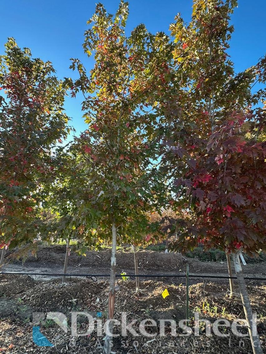 Image for NEAR PARKER-Castlewood Gardens-Trees, Shrubs, Boulders & More