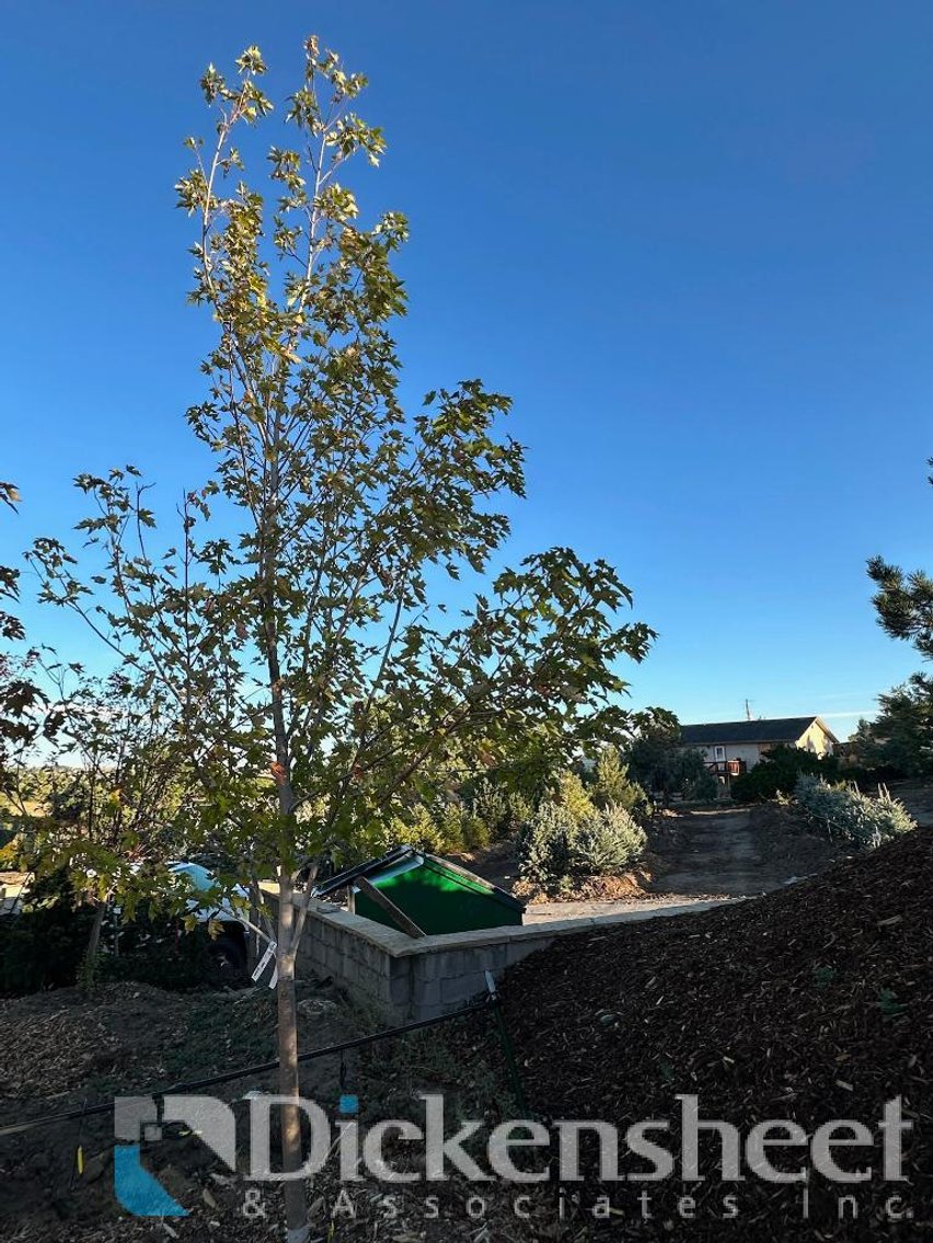 Image for NEAR PARKER-Castlewood Gardens-Trees, Shrubs, Boulders & More