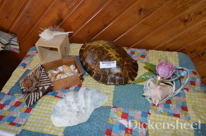 Image for LOT - SHELLS AND TURTLE SHELL