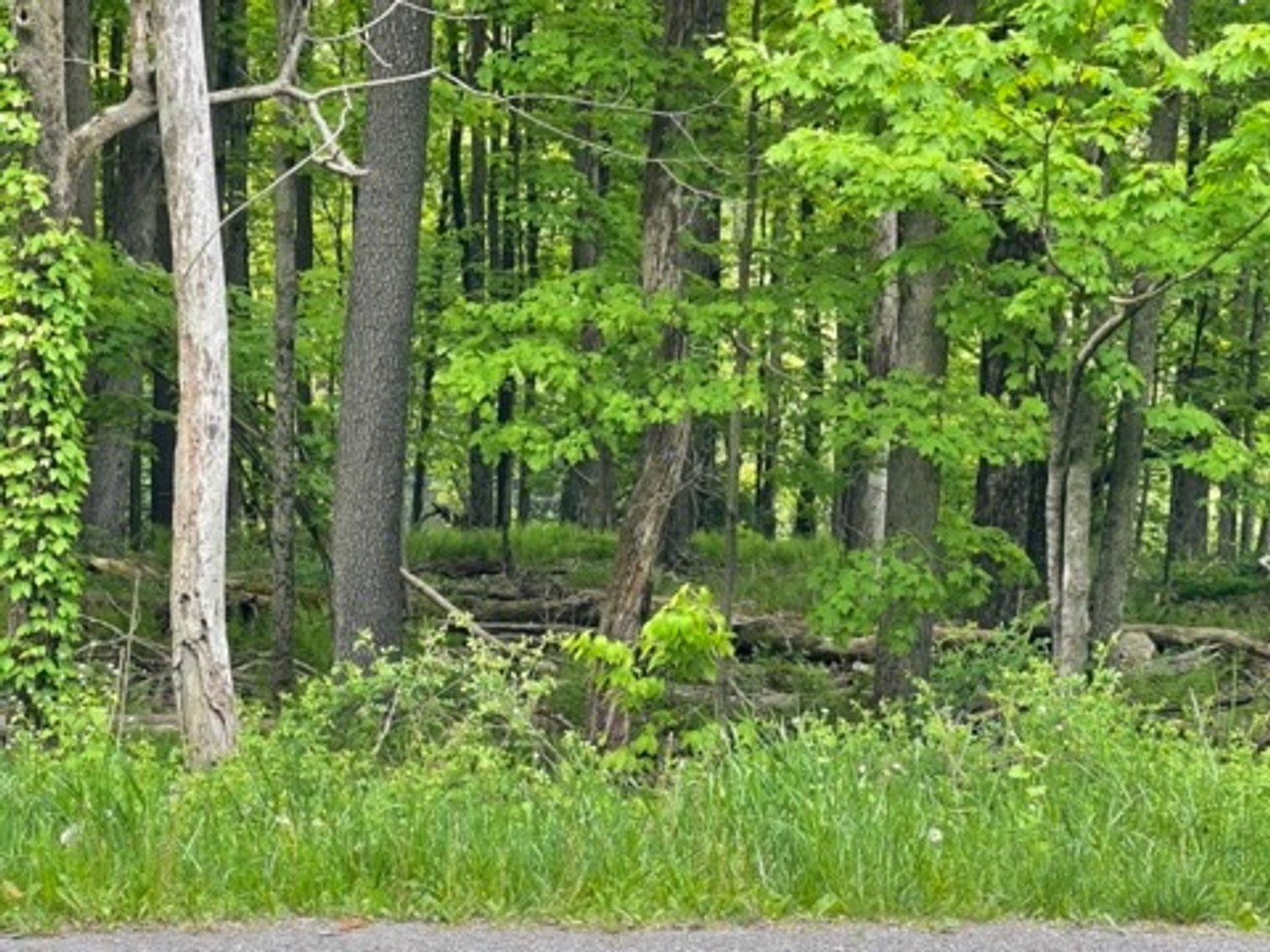 Image for Poconos and Erie PA Building Lots Public Online Auction