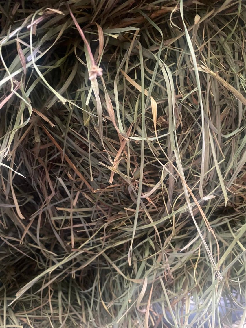 Image for Legacy Livestock Auction Catalog Horse Sale at The Eyler Stables November 25th - Thurmont, MD