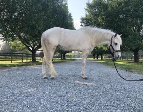 Image for Christmas Pony Sale, Lumberton Horse Auction