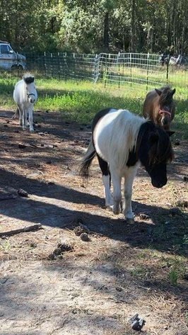 Image for Christmas Pony Sale, Lumberton Horse Auction