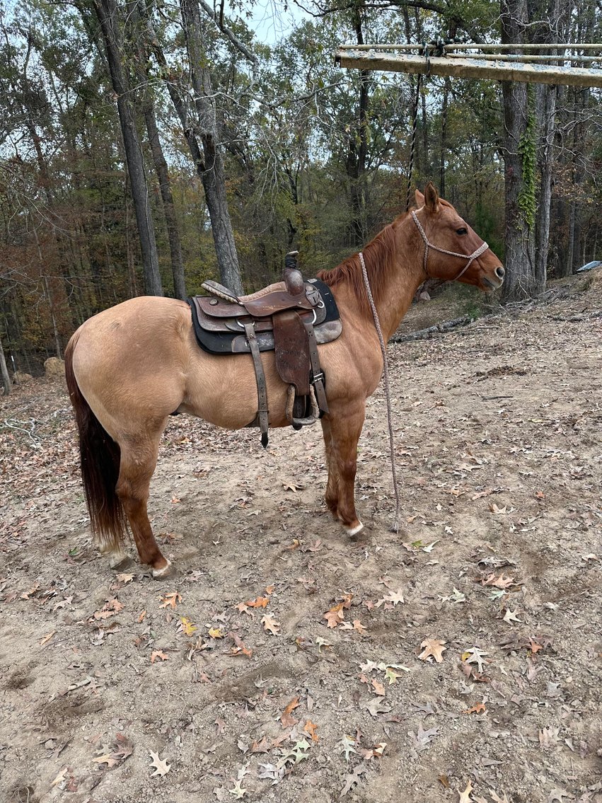 Image for Mize Horse Sale  SATURDAY December 16th - Mize, Mississippi