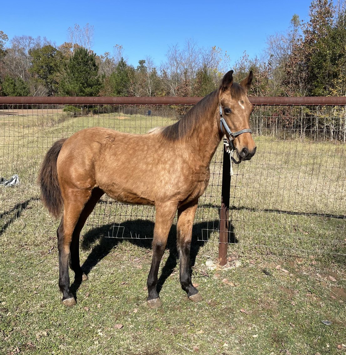 Image for Mize Horse Sale  SATURDAY December 16th - Mize, Mississippi