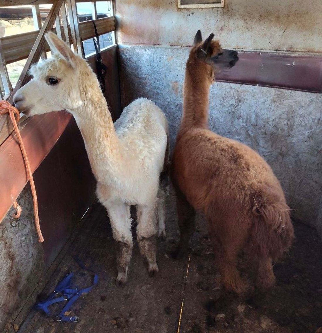 Image for Mize Horse Sale  SATURDAY December 16th - Mize, Mississippi