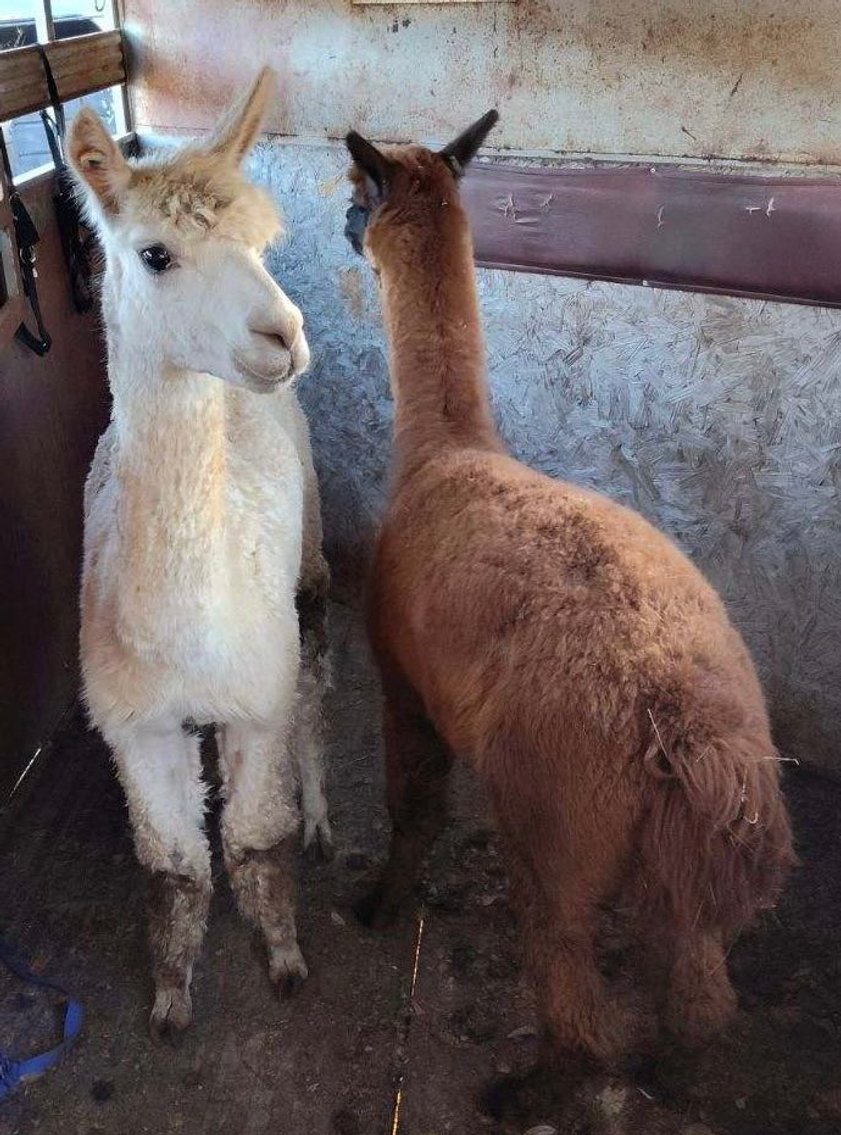 Image for Mize Horse Sale  SATURDAY December 16th - Mize, Mississippi