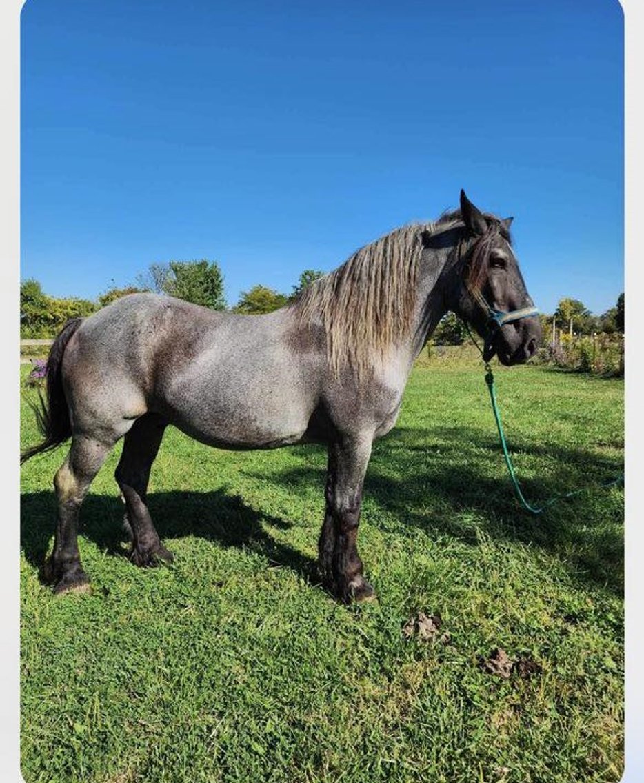 Image for 606 New Years Day, Fireball Sale