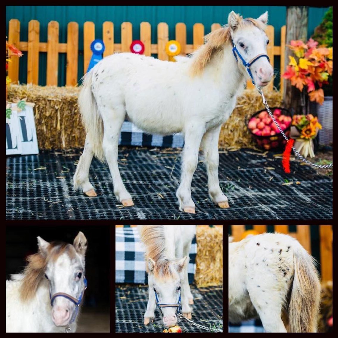 Image for Legacy Livestock NEW YEARS EVE SALE Sunday December 31st - Thurmont, MD