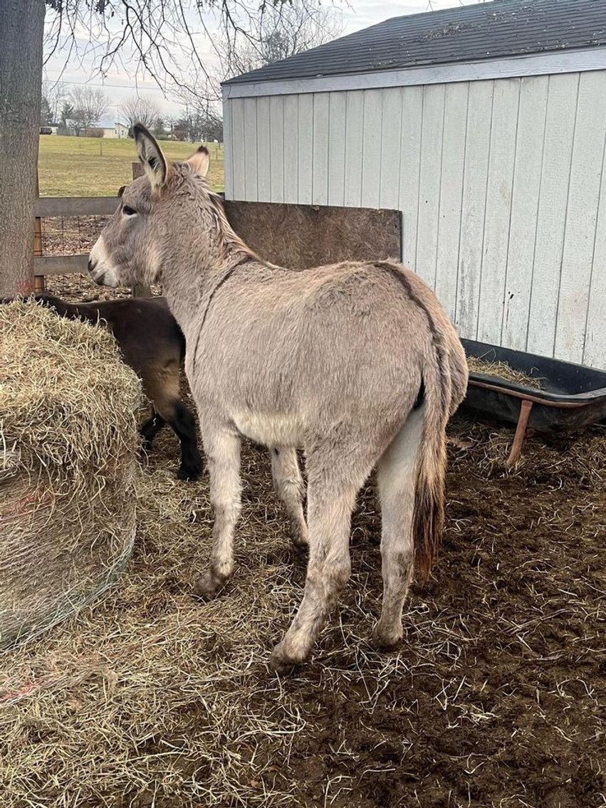 Image for Legacy Livestock NEW YEARS EVE SALE Sunday December 31st - Thurmont, MD