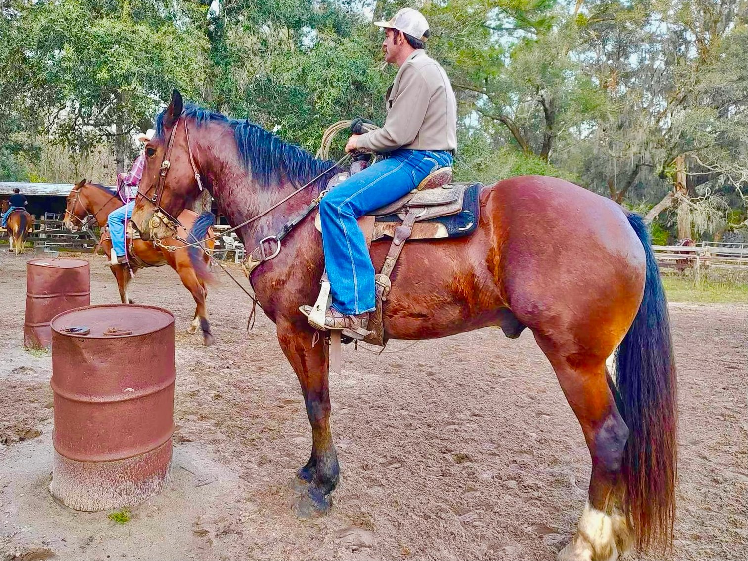 Image for Ocala Horse Sale January 6th - Ocala, Florida