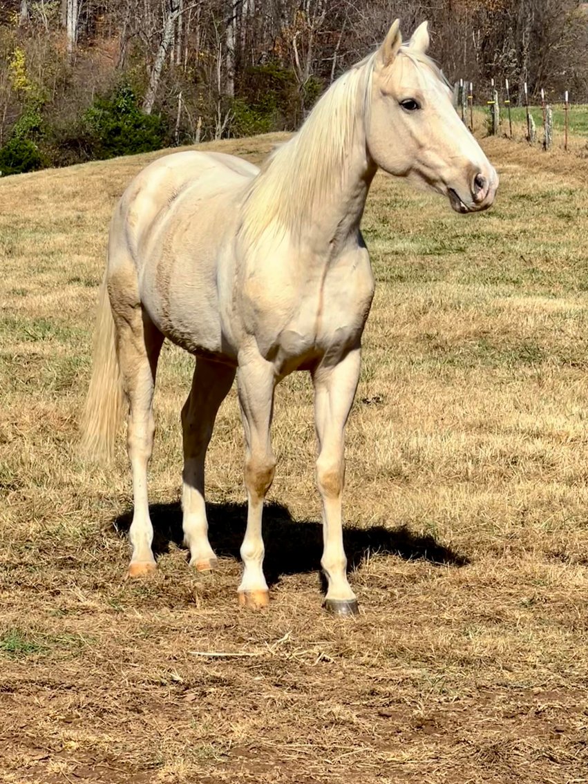 Image for Missouri Horse Auction FRIDAY DECEMBER 29TH - Springfield, MO