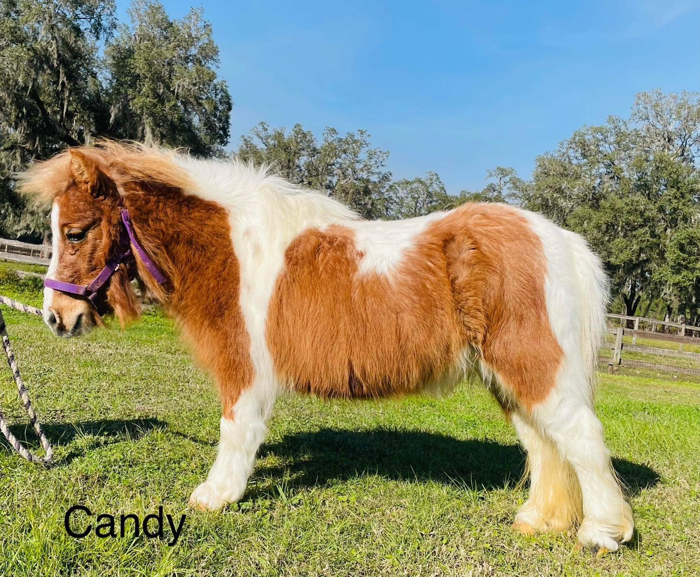 Image for Ocala Horse Sale January 6th - Ocala, Florida