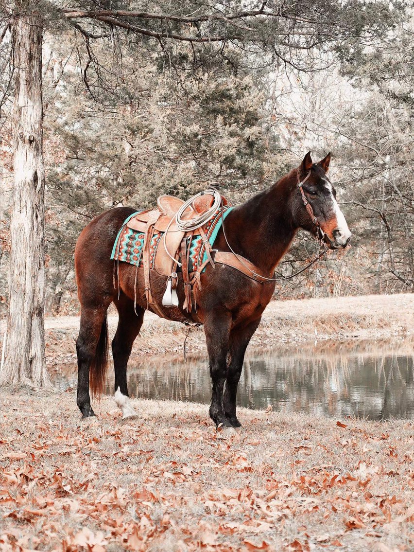 Image for Missouri Horse Auction FRIDAY DECEMBER 29TH - Springfield, MO