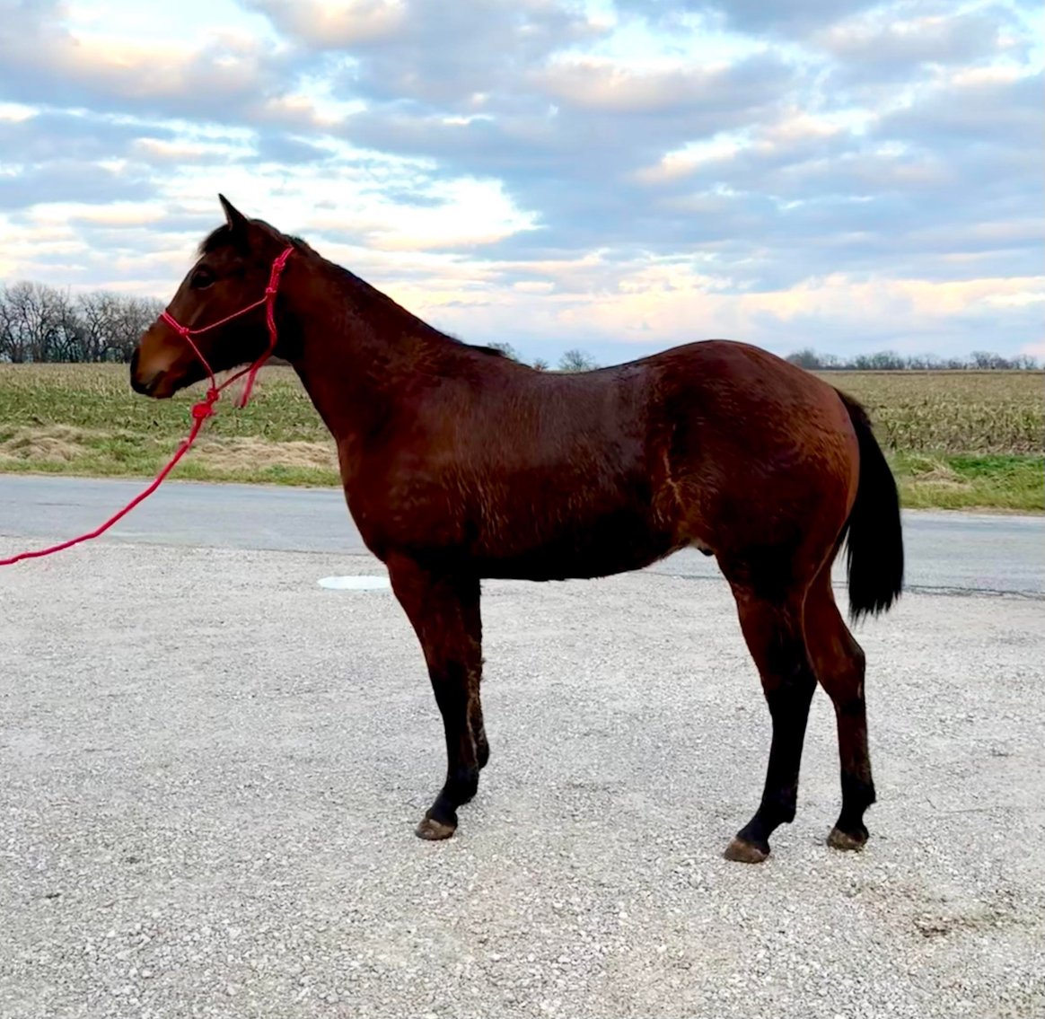 Image for Missouri Horse Auction FRIDAY DECEMBER 29TH - Springfield, MO