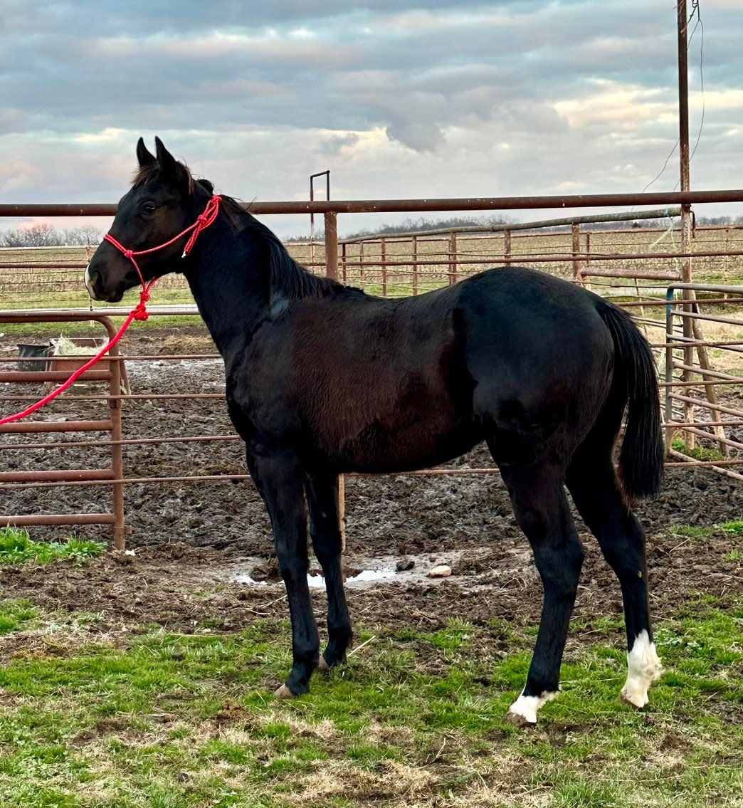 Image for Missouri Horse Auction FRIDAY DECEMBER 29TH - Springfield, MO