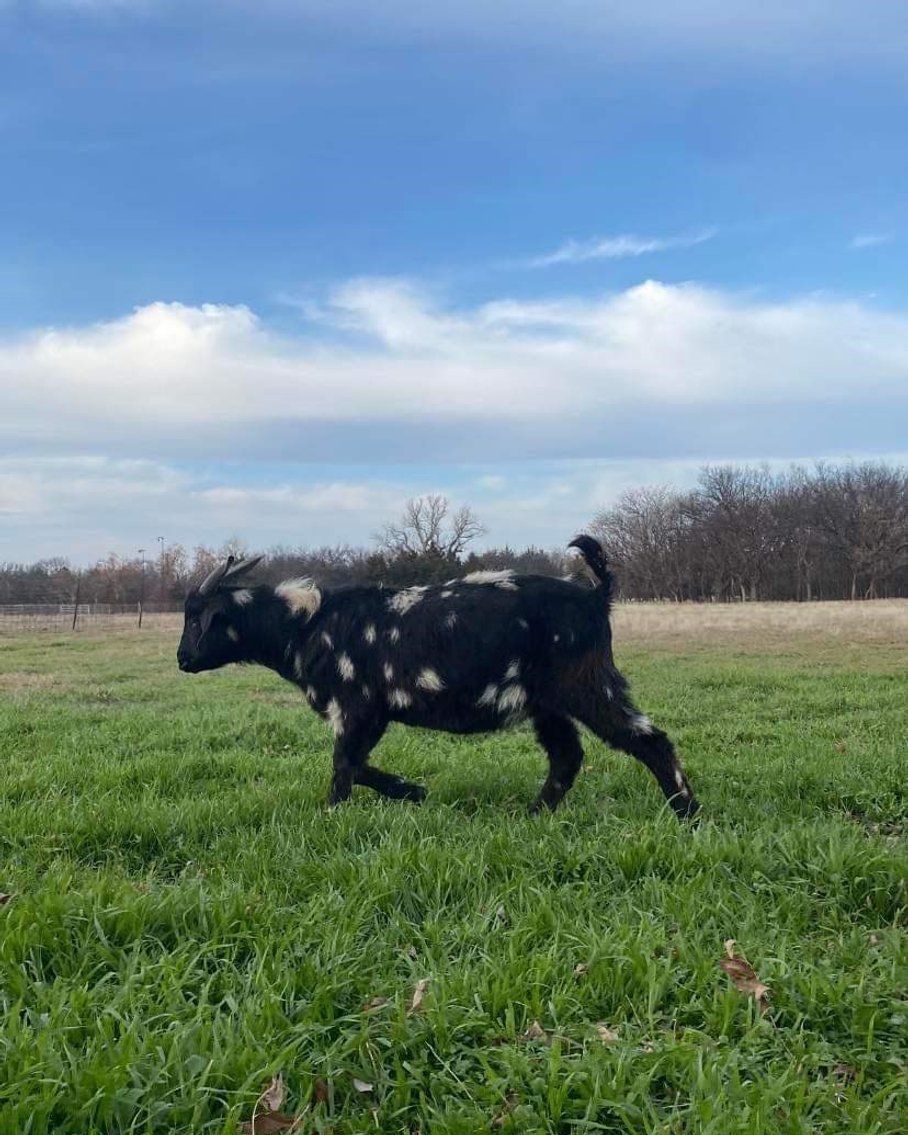 Image for Jones Livestock Auction THURSDAY January 4th  Jones, Oklahoma