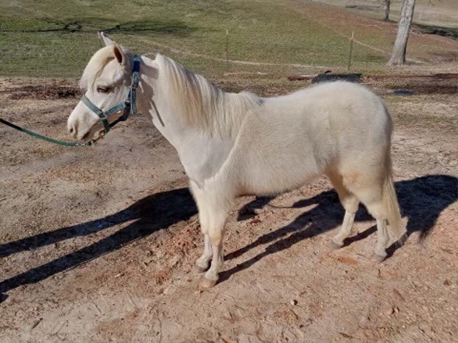 Image for Mize Horse Sale  SATURDAY FEBRUARY 17TH - Mize, Mississippi