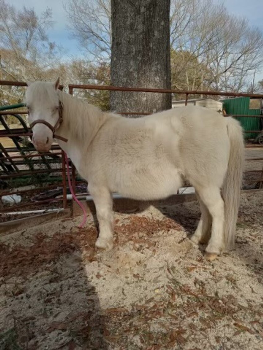 Image for Mize Horse Sale  SATURDAY FEBRUARY 17TH - Mize, Mississippi