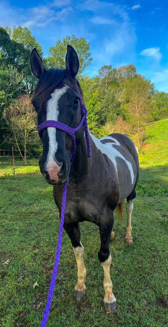 Image for Mize Horse Sale  SATURDAY FEBRUARY 17TH - Mize, Mississippi