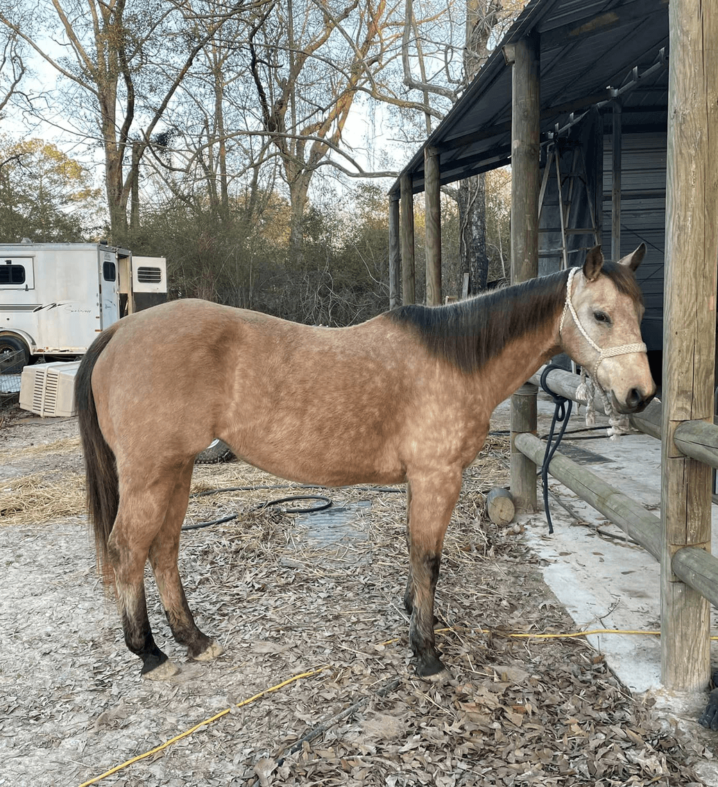 Image for Mize Horse Sale  SATURDAY MARCH 16TH - Mize, Mississippi